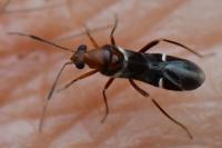Mimocoris