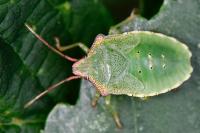 Acanthosoma haemorrhoidale
