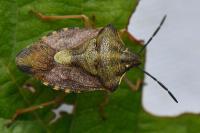 Carpocoris purpureipennis