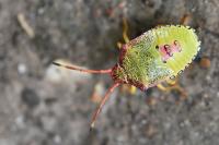 Acanthosoma haemorrhoidale