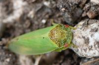 Iassus lanio