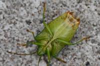 Elasmostethus interstinctus