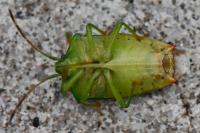 Elasmostethus interstinctus