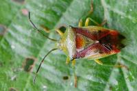 Elasmostethus interstinctus