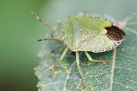 Palomena prasina