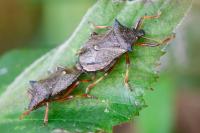 Picromerus bidens