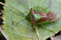 Acanthosoma haemorrhoidale