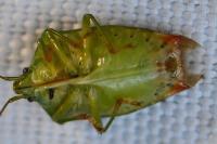 Elasmostethus interstinctus