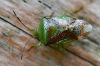 Elasmostethus interstinctus