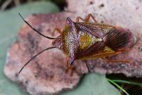 Acanthosoma haemorrhoidale