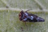 Balcanocerus pruni