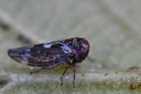 Balcanocerus pruni