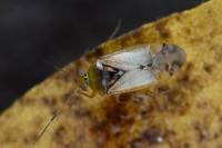 Pinalitus cervinus