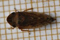 Aphrodes makarovi