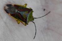 Elasmostethus interstinctus