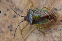 Acanthosoma haemorrhoidale