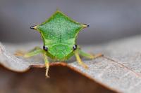 Stictocephala alta