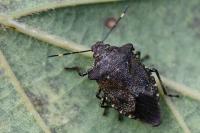 Troilus luridus