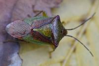 Acanthosoma haemorrhoidale