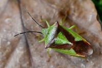 Acanthosoma haemorrhoidale