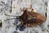 Acanthosoma haemorrhoidale