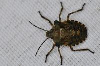 Pentatoma rufipes