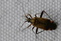 Closterotomus fulvomaculatus