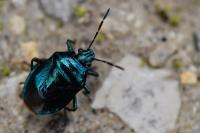 Zicrona caerulea