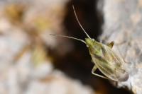 Amblytylus nasutus