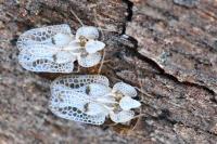 Corythucha ciliata