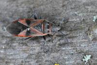 Arocatus roeselii