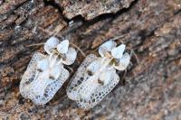 Corythucha ciliata