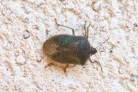 Nezara viridula