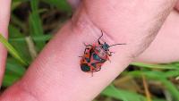 Eurydema ornata
