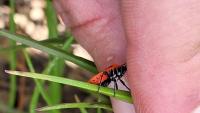 Eurydema ornata