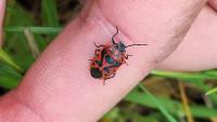 Eurydema ornata