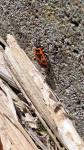 Pyrrhocoris apterus