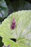 Enoplops scapha