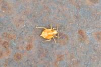 Harpocera thoracica