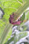 Coreus marginatus