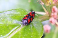 Cercopis vulnerata