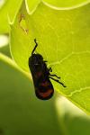 Cercopis vulnerata