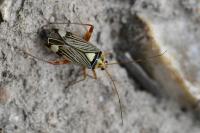 Rhabdomiris striatellus