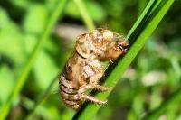 Cicadetta montana