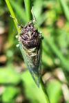 Cicadetta montana