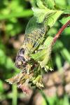 Cicadetta montana