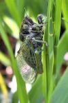 Cicadetta montana