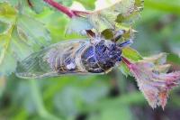 Cicadetta montana