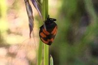 Cercopis vulnerata