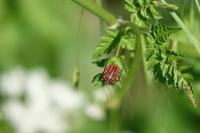 Graphosoma italicum